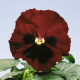 Виола Cello™ red with blotch