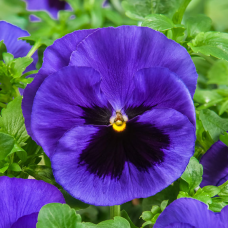 Віола  Cello™ blue with blotch, 50 шт, Hem Genetics