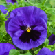 Віола  Cello™ blue with blotch, 250 шт, Hem Genetics