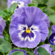 Віола  Cello™ deep marina, 250 шт, Hem Genetics