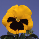 Виола Cello™ yellow with blotch