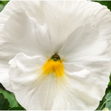 Віола Cello™ pure white
