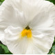 Виола Cello™ pure white