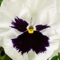 Віола Cello™ white with blotch, 250 шт, Hem Genetics