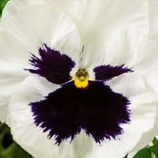 Віола Cello™ white with blotch, 50 шт, Hem Genetics