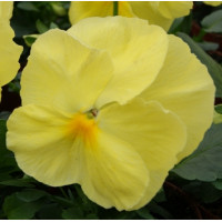 Віола Cello™ lemon yellow