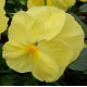 Виола Cello™ lemon yellow