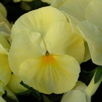Віола Cello™ primrose