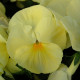 Виола Cello™ primrose