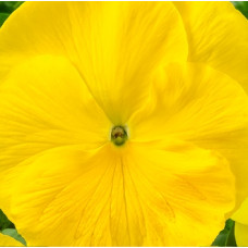 Віола Cello™ pure yellow, 50 шт, Hem Genetics