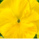 Віола Cello™ pure yellow, 250 шт, Hem Genetics