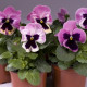 Віола Cello™ pink shades with blotch, 250 шт, Hem Genetics