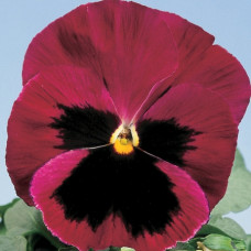 Віола Cello™ rose with blotch, 50 шт, Hem Genetics