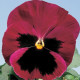 Віола Cello™ rose with blotch, 1000 шт, Hem Genetics