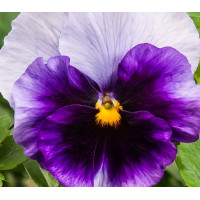 Віола Cello™ beaconsfield, 50 шт, Hem Genetics