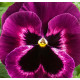 Виола Cello™ neon purple