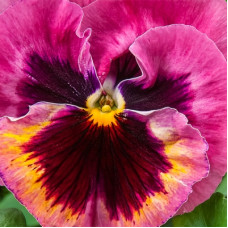 Віола Xtrada™ pink shades with blotch, 50 шт, Hem Genetics