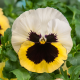 Виола Cello™ primrose shades with blotch