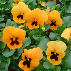 Віола Cello™ deep orange with blotch, 1000 шт, Hem Genetics
