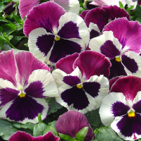 Віола Cello™ white with rose wing, 50 шт, Hem Genetics