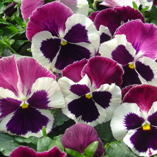 Віола Cello™ white with rose wing, 50 шт, Hem Genetics