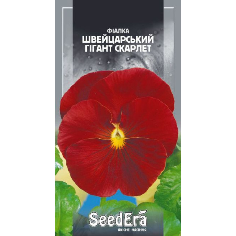 Фиалка садовая Швейцарский гигант Скарлет
