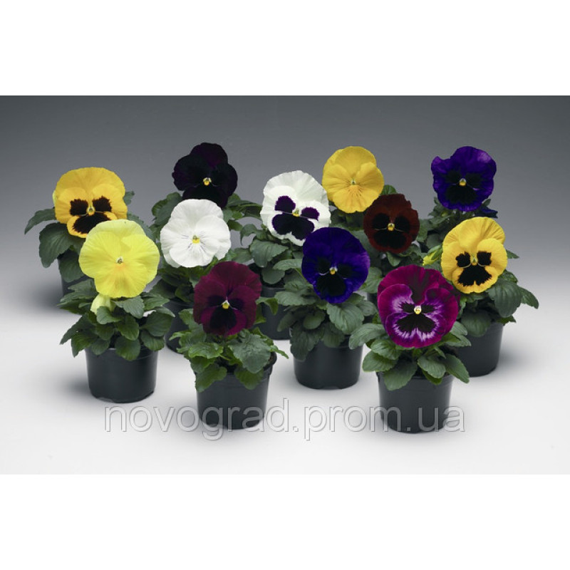 Віола Colossus® F1 All Colors Mix, 500 шт, Syngenta