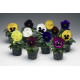 Віола Colossus® F1 All Colors Mix, 500 шт, Syngenta
