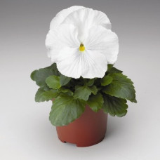Віола Colossus® F1 White, 25 шт, Syngenta