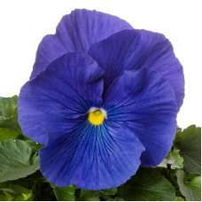 Віола Colossus® F1 True Blue, 25 шт, Syngenta