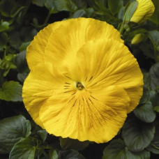 Віола Colossus® F1 Pure Golden Yellow, 25 шт, Syngenta