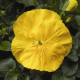 Віола Colossus® F1 Pure Golden Yellow, 100 шт, Syngenta