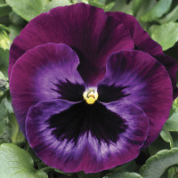 Віола Colossus® F1 Neon Violet, 1000 шт, Syngenta
