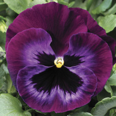 Віола Colossus® F1 Neon Violet, 25 шт, Syngenta