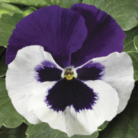 Віола Colossus® F1 White with Purple Wing, 100 шт, Syngenta