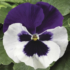 Віола Colossus® F1 White with Purple Wing, 25 шт, Syngenta