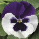 Віола Colossus® F1 White with Purple Wing, 100 шт, Syngenta