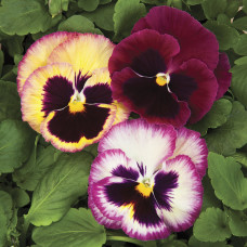 Віола Colossus® F1 Rose Surprise, 25 шт, Syngenta