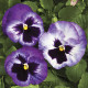 Віола Colossus® F1 Lavender Surprise, 100 шт, Syngenta