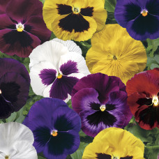 Віола Colossus® F1 All Colors Mix, 25 шт, Syngenta