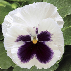 Віола Colossus® F1 White with Blotch, 25 шт, Syngenta