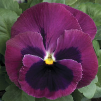 Віола Colossus® F1 Rose with Blotch, 100 шт, Syngenta