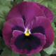 Віола Colossus® F1 Rose with Blotch, 25 шт, Syngenta