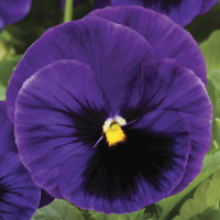 Віола Colossus® F1 Deep Blue with Blotch, 100 шт, Syngenta