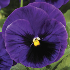 Віола Colossus® F1 Deep Blue with Blotch, 25 шт, Syngenta