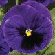 Віола Colossus® F1 Deep Blue with Blotch, 25 шт, Syngenta