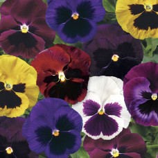 Віола Colossus® F1 Blotched Mix, 25 шт, Syngenta