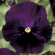 Віола Colossus® F1 Purple with Blotch, 100 шт, Syngenta