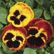 Віола Colossus® F1 Fire Surprise, 25 шт, Syngenta
