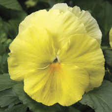 Віола Colossus® F1 Lemon Shades, 25 шт, Syngenta